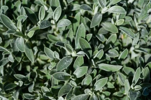 Abstract background with many tiny green leaves. Stock Photos