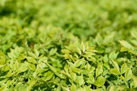 Abstract background with many tiny green leaves. Stock Photos