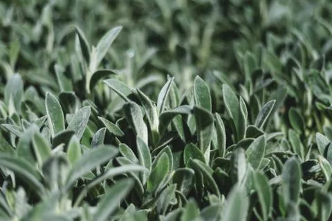 Abstract background with many tiny green leaves. Stock Photos