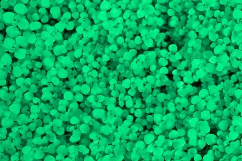 Abstract background with many tiny green leaves. Stock Photos