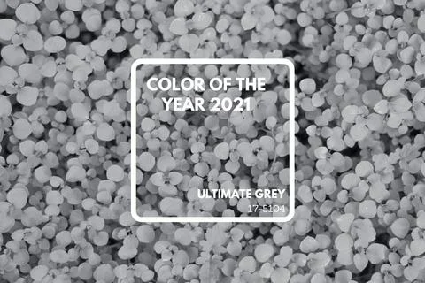 Abstract background with many tiny grey leaves. Stock Photos