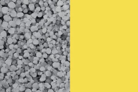 Abstract background with many tiny grey leaves. Stock Photos