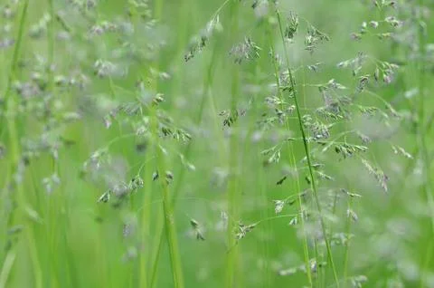 Abstract background of meadow grass Stock Photos