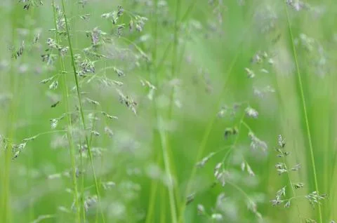 Abstract background of meadow grass Stock Photos