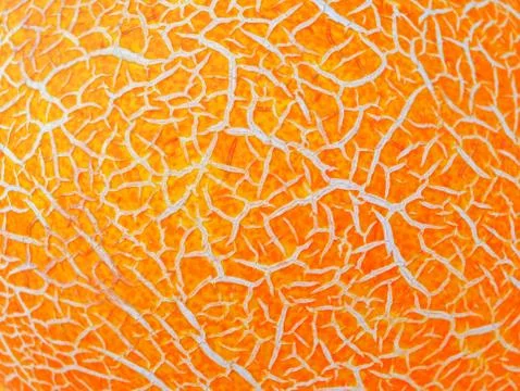 Abstract background. Melon surface close up. Stock Photos