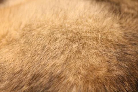 Abstract background of mixed breed dog fur close up Stock Photos