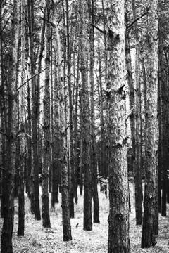 Abstract background. Monochrome texture. Image includes a effect the black an Stock Photos