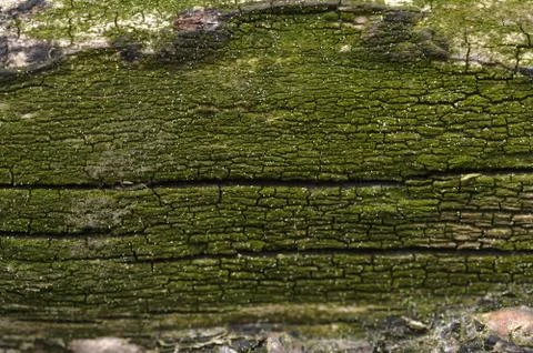 Abstract background of moss covered tree trunk. Closeup topview for artworks. Stock Photos