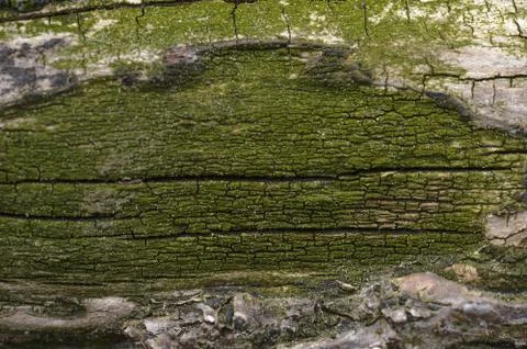 Abstract background of moss covered tree trunk. Closeup topview for artworks. Stock Photos