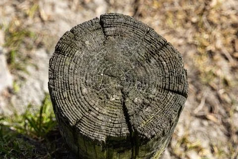 Abstract background of a moss covered tree stump Stock Photos