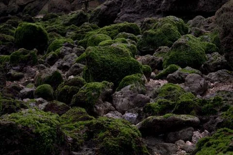 An abstract background of mossy rocks texture on the beach Stock Photos