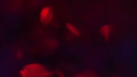 Abstract background with multi-colored light spots in motion. Stock Footage 115253194