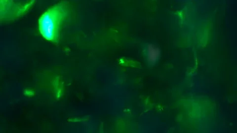 Abstract background with multi-colored light spots in motion. Stock Footage 115253507