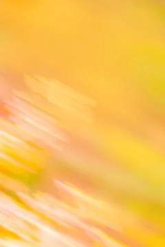Abstract background with mustard blur texture. Abstract  mustard blurry effec Photos