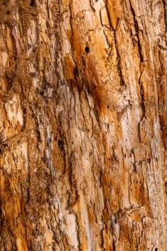 Abstract background natural tree bark Stock Photos