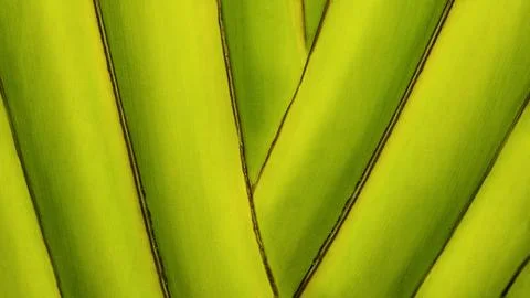 Abstract background nature palm tree trunk Stock Photos