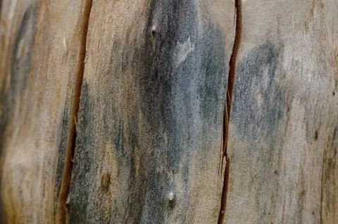 Abstract background of old cracked tree trunk. Closeup topview for artworks. Stock Photos