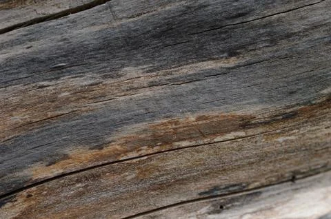 Abstract background of old cracked tree trunk. Closeup topview for artworks. Stock Photos