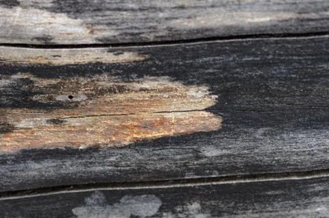 Abstract background of old cracked tree trunk. Closeup topview for artworks. Stock Photos
