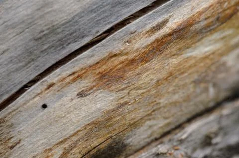 Abstract background of old cracked tree trunk. Stock Photos