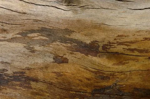 Abstract background of old cracked tree trunk. Stock Photos