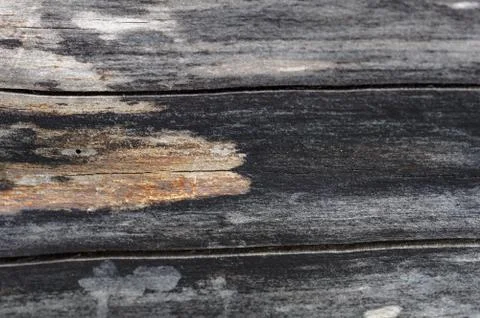 Abstract background of old cracked tree trunk. Stock Photos