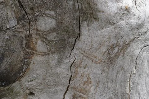 Abstract background of old cracked tree trunk. Stock Photos