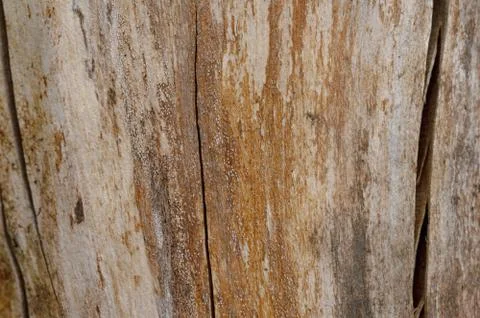 Abstract background of old cracked tree trunk. Closeup topview. Stock Photos