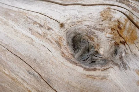 Abstract background of old cracked tree trunk with knots. Stock Photos