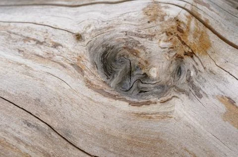 Abstract background of old cracked tree trunk with knots. Foto stock