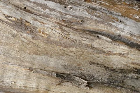 Abstract background of old cracked tree trunk. Closeup topview. Stock Photos