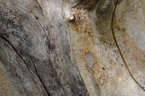 Abstract background of old cracked tree trunk. Closeup topview. Stock Photos
