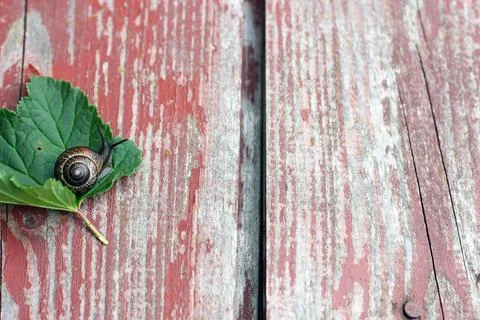 Abstract background of old painted red board. Summer sunlight, green leaf and Stock Photos