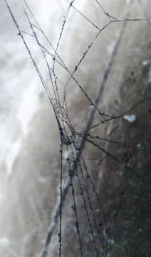 Abstract background old spider webs Foto stock