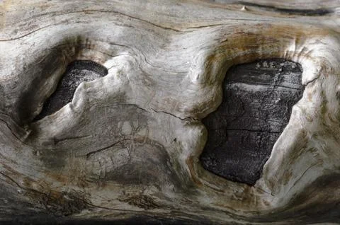 Abstract background of old tree trunk. Closeup topview for artworks. Stock Photos