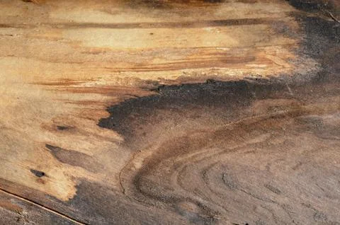 Abstract background of old tree trunk. Closeup topview for artworks. Stock Photos