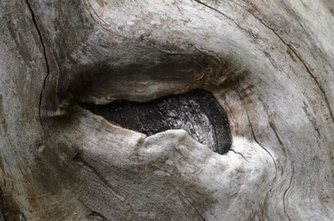 Abstract background of old tree trunk. Closeup topview for artworks. Stock Photos