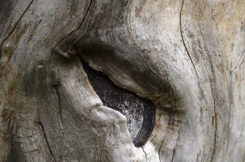 Abstract background of old tree trunk. Closeup topview for artworks. Stock Photos