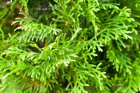 Abstract background or texture of green crown tuja. Close up macro. Stock Photos