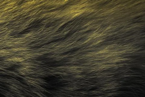 Abstract background or texture. Repetitive pattern formed by hairs of a cat. Stock Photos