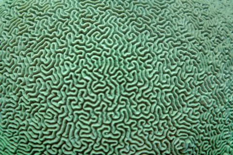 Abstract background. Organic texture of the hard brain coral Stockfoto's