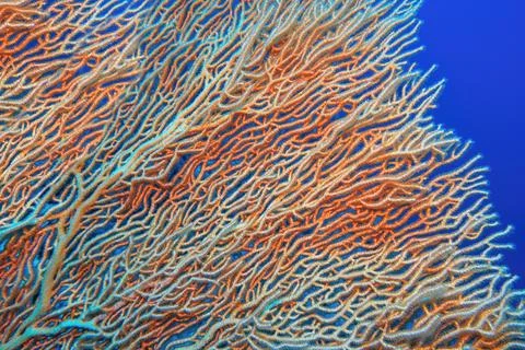 Abstract background . Organic texture of Pink Sea Fan or Gorgonia coral (Anne Stock Photos