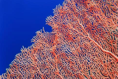 Abstract background . Organic texture of Pink Sea Fan or Gorgonia coral (Anne Stockfoto's