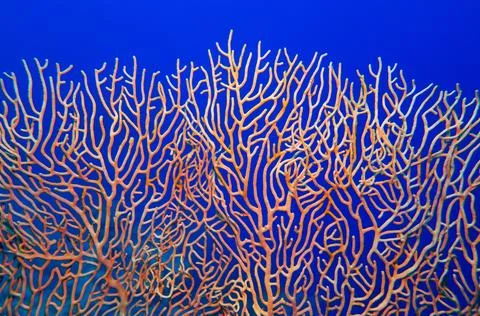 Abstract background . Organic texture of Pink Sea Fan or Gorgonia coral (Anne Stock Photos