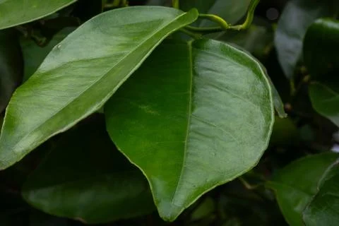 Abstract Background of Overlapping, Glossy Dark Green Citrus Leaves Stock Photos