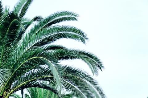 Abstract background with palm leaves. Empty copy space for text. Stock Photos