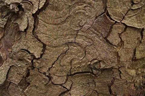 Abstract background pattern in brown bark of an English chestnut tree Stock Photos