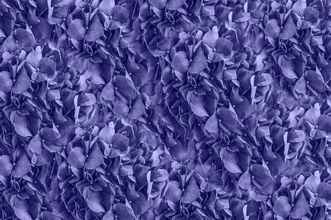 Abstract background pattern hydrangea flowers of color year 2022 very peri Stock Photos