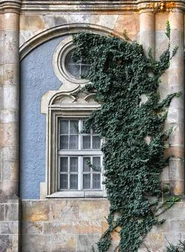 Abstract background pattern Old wooden window overgrown with ivy in fall C... Stock Photos