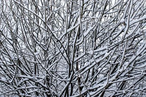 Abstract background from a pattern of snow-covered branches of tree winter Stock Photos